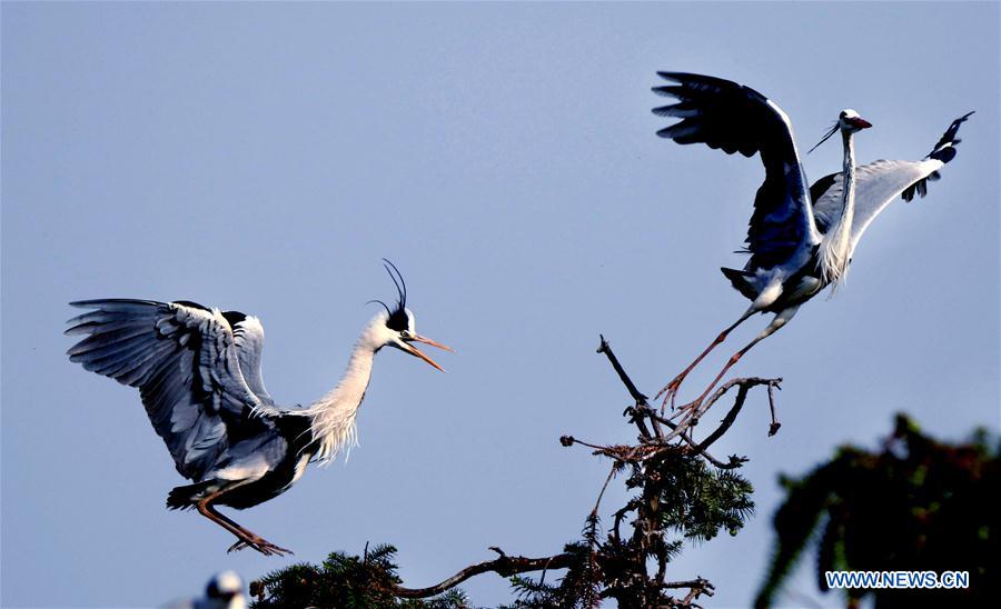 Egrets fly over a nest on a tree in Subu Township of Liu'an City, east China's Anhui Province, April 12, 2016.