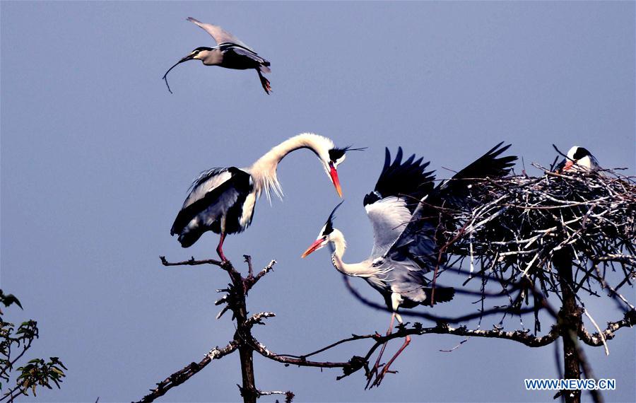 Egrets build a nest on a tree in Subu Township of Liu'an City, east China's Anhui Province, April 12, 2016. 