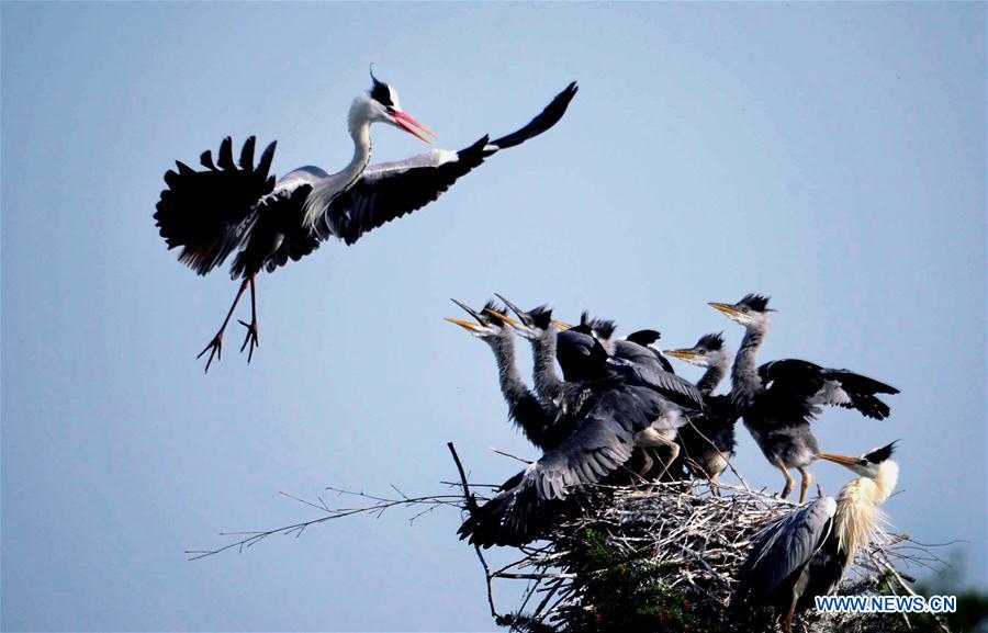 An egret flies back to its nest on a tree in Subu Township of Liu'an City, east China's Anhui Province, April 12, 2016.