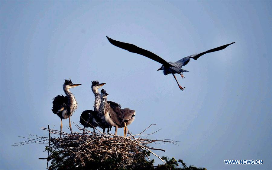 An egret flies off its nest on a tree in Subu Township of Liu'an City, east China's Anhui Province, April 12, 2016.