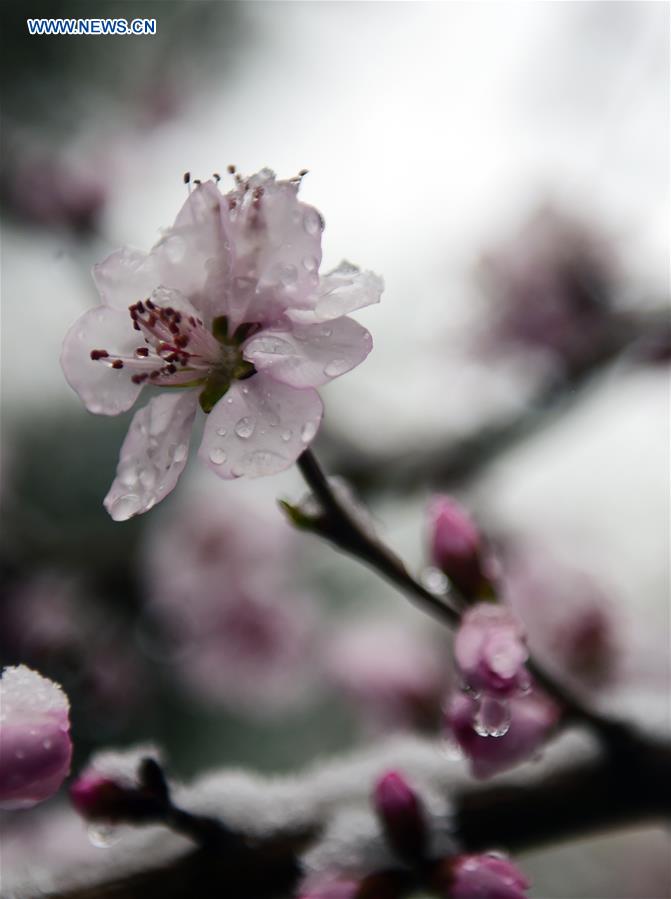 CHINA-CHANGCHUN-PEACH BLOSSOM-SNOW(CN)