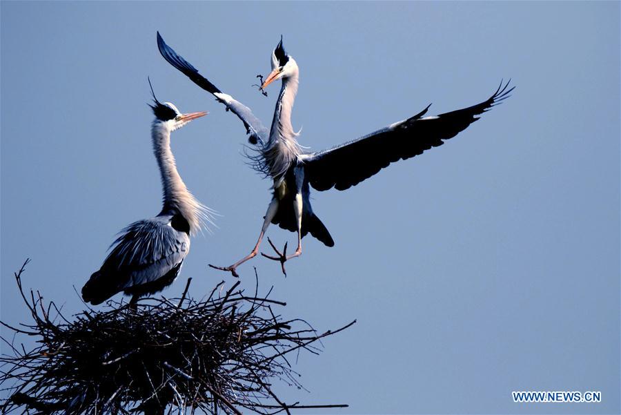 Egrets build a nest on a tree in Subu Township of Liu'an City, east China's Anhui Province, April 12, 2016. 