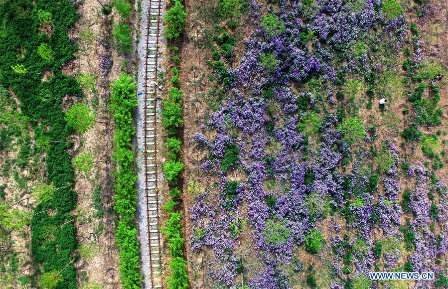 CHINA-TIANJIN-SPRING SCENERY (CN)