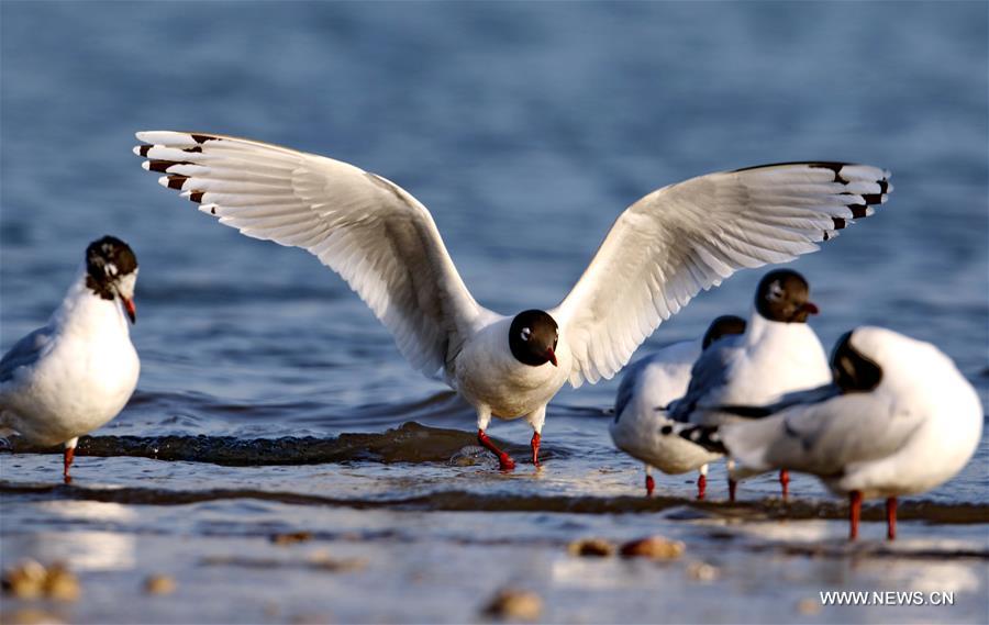 Qinhuangdao has enforced the protection of wetland along seaside in recent years, and tens of thousands of migrant birds fly past here during migration every year. 