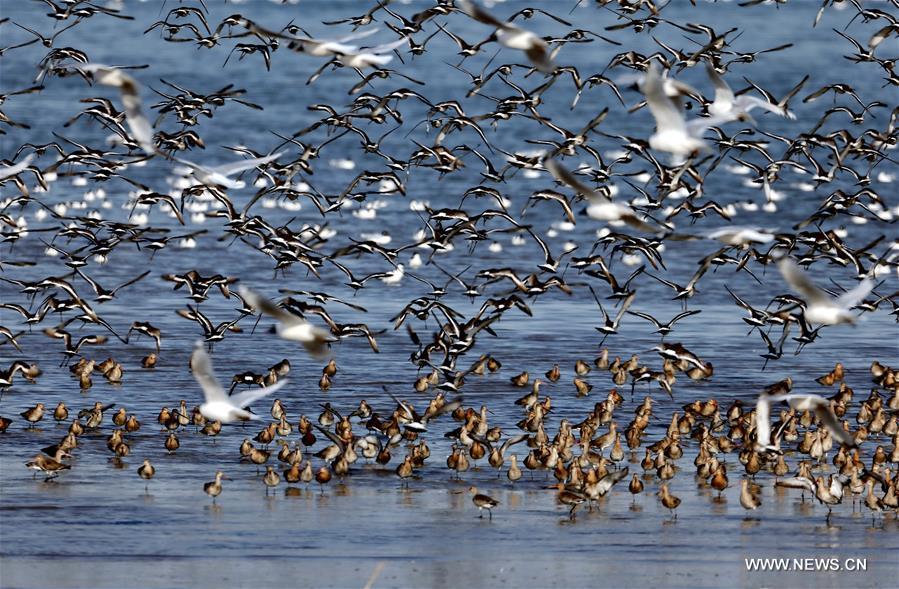 Qinhuangdao has enforced the protection of wetland along seaside in recent years, and tens of thousands of migrant birds fly past here during migration every year. 