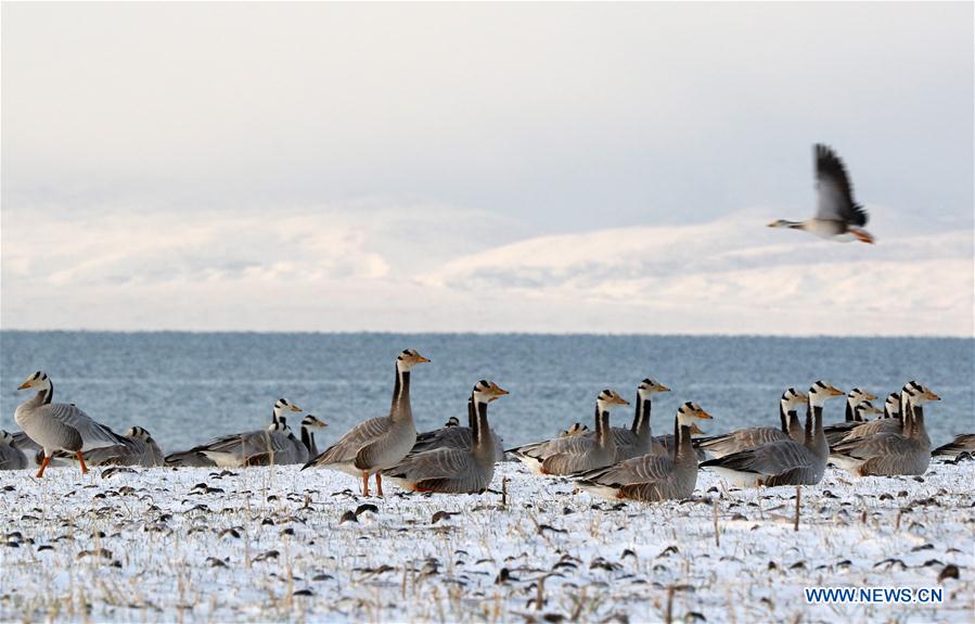 CHINA-QINGHAI LAKE-ANIMALS (CN)