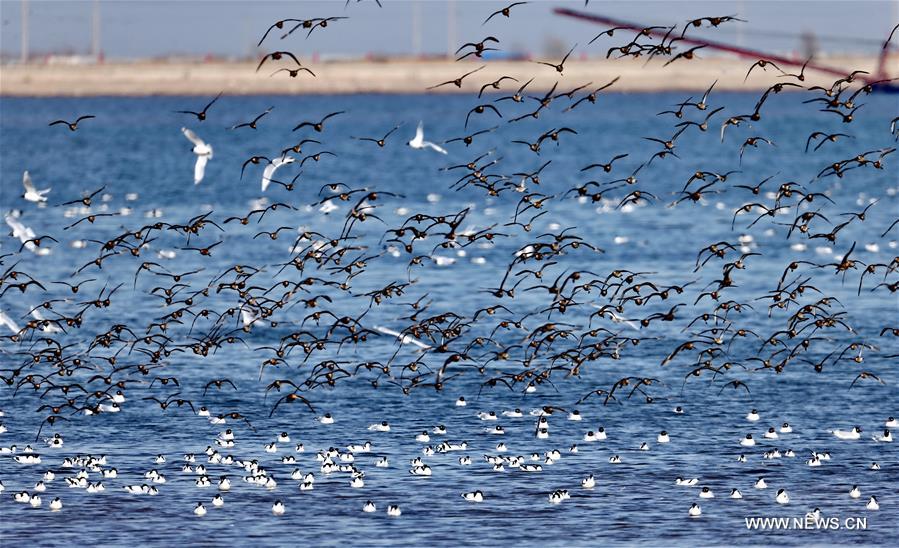 Qinhuangdao has enforced the protection of wetland along seaside in recent years, and tens of thousands of migrant birds fly past here during migration every year. 