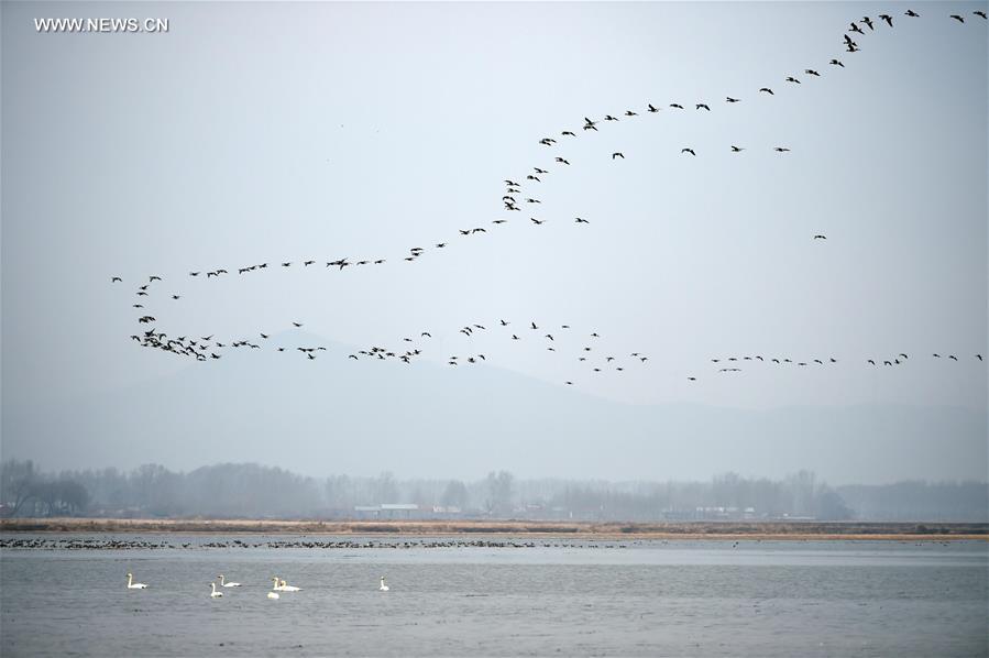 CHINA-HEILONGJIANG-MIGRATORY BIRDS (CN)