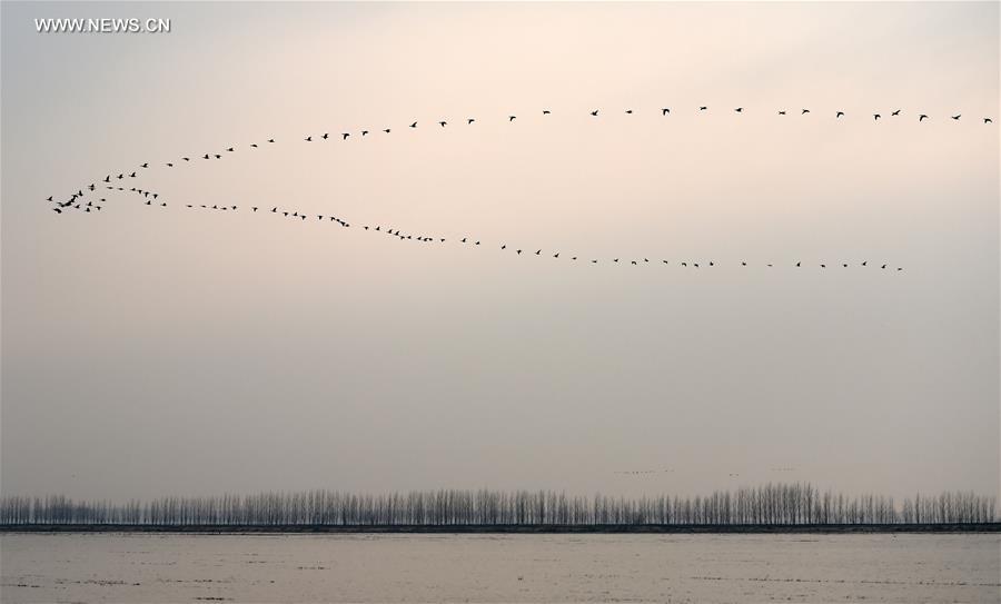 CHINA-HEILONGJIANG-MIGRATORY BIRDS (CN)