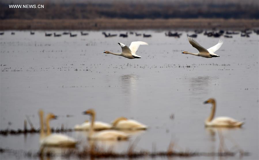 CHINA-HEILONGJIANG-MIGRATORY BIRDS (CN)