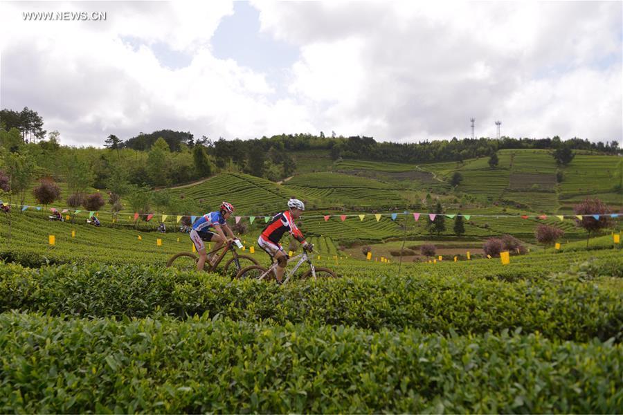 #CHINA-GUIZHOU-TEA CULTURAL FESTIVAL (CN)