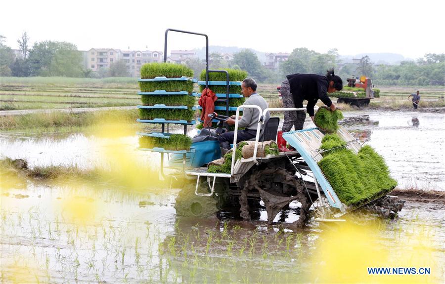 #CHINA-FARMERS-GUYU-PLANTING (CN) 