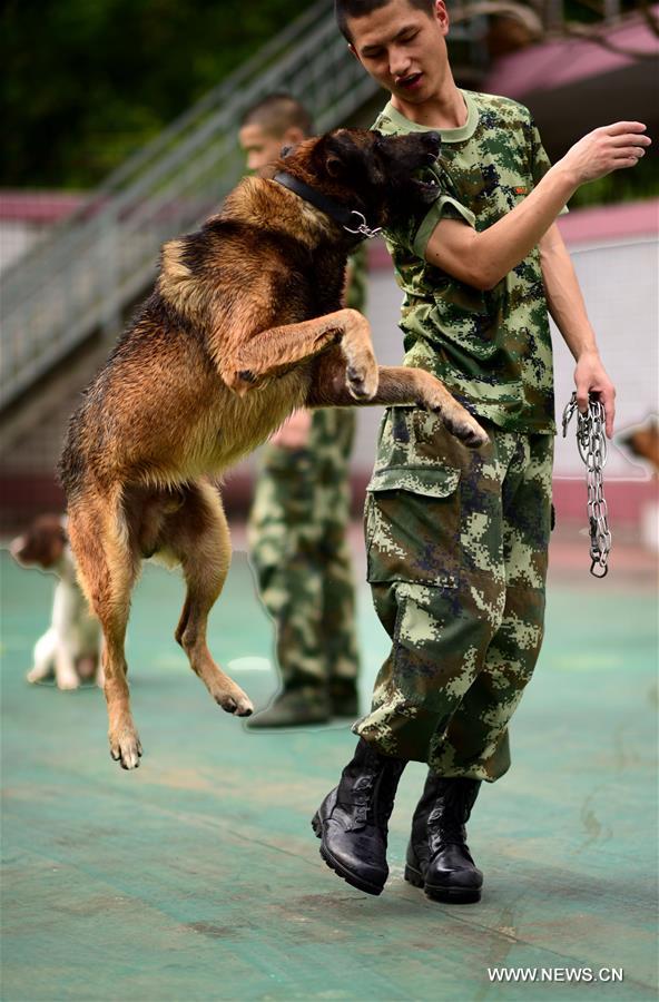 A police dog is trained at a police dog base of frontier defense force in south China's Guangdong Province, April 18, 2016. 