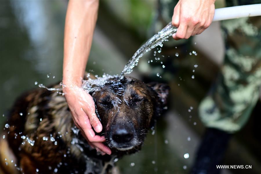 A police dog is trained at a police dog base of frontier defense force in south China's Guangdong Province, April 18, 2016. 