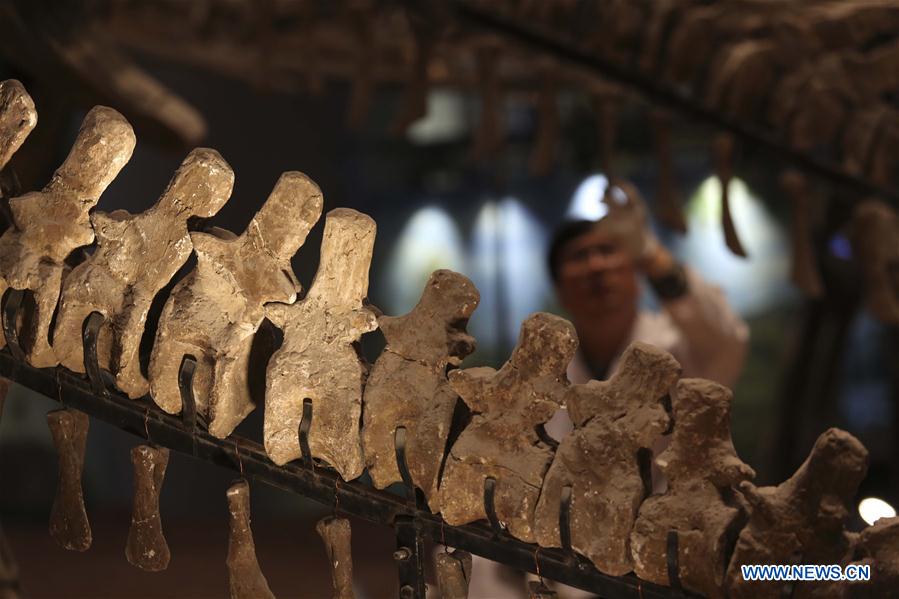 Repairer Sun Dingwen checks dinosaur fossil samples on display at an exhibition hall of the Chongqing Museum of Natural History in Chongqing, southwest China, April 25, 2016.