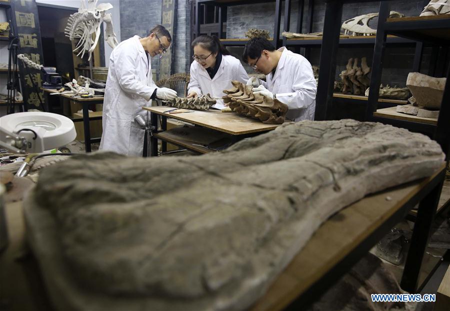 Researcher Song Zhongwei (L) and his colleagues repair dinosaur fossil samples at the Chongqing Museum of Natural History in Chongqing, southwest China, April 25, 2016.