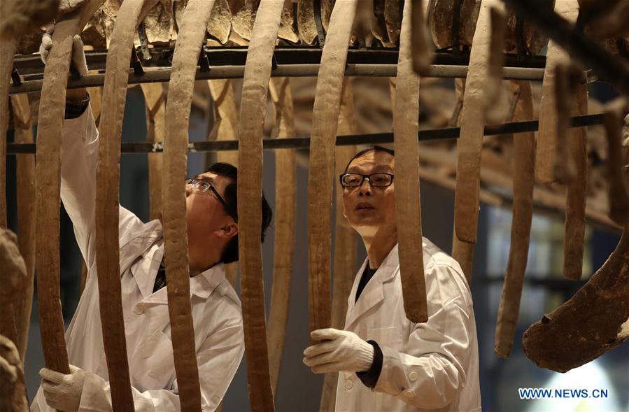 Researcher Song Zhongwei (R) checks dinosaur fossil samples on display at an exhibition hall of the Chongqing Museum of Natural History in Chongqing, southwest China, April 25, 2016.