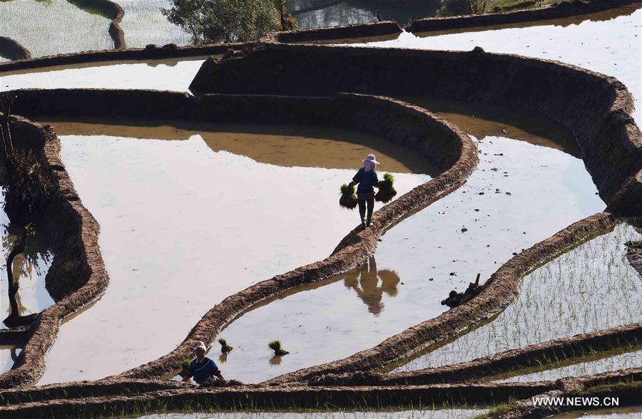 CHINA-YUNNAN-HONGHE-SAMABA TERRACS (CN)