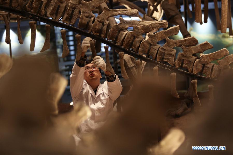 Repairer Sun Dingwen checks dinosaur fossil samples on display at an exhibition hall of the Chongqing Museum of Natural History in Chongqing, southwest China, April 25, 2016.