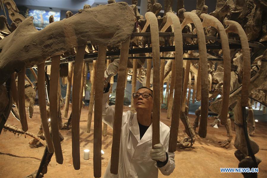 Researcher Song Zhongwei checks dinosaur fossil samples on display at an exhibition hall of the Chongqing Museum of Natural History in Chongqing, southwest China, April 25, 2016. 