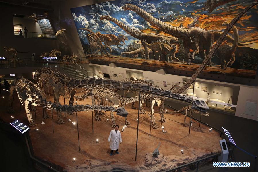 Repairer Sun Dingwen checks dinosaur fossil samples on display at an exhibition hall of the Chongqing Museum of Natural History in Chongqing, southwest China, April 25, 2016. 