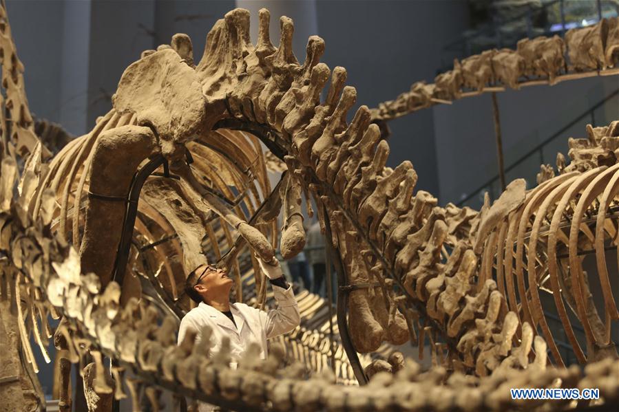 Researcher Song Zhongwei checks dinosaur fossil samples on display at an exhibition hall of the Chongqing Museum of Natural History in Chongqing, southwest China, April 25, 2016.