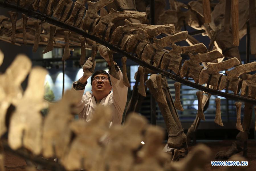 Researcher Sun Dingwen checks dinosaur fossil samples on display at an exhibition hall of the Chongqing Museum of Natural History in Chongqing, southwest China, April 25, 2016. 