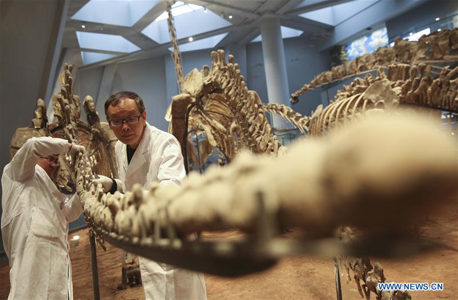 Researcher Song Zhongwei (R) checks dinosaur fossil samples on display at an exhibition hall of the Chongqing Museum of Natural History in Chongqing, southwest China, April 25, 2016. 