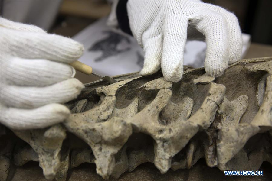 Researcher Song Zhongwei repairs dinosaur fossil samples at the Chongqing Museum of Natural History in Chongqing, southwest China, April 25, 2016. 