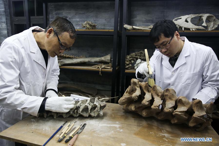 Researcher Song Zhongwei (L) and his colleague Sun Dingwen repair dinosaur fossil samples at the Chongqing Museum of Natural History in Chongqing, southwest China, April 25, 2016.