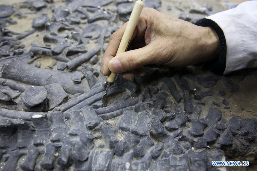 Researcher Song Zhongwei repairs dinosaur fossil samples at the Chongqing Museum of Natural History in Chongqing, southwest China, April 25, 2016. 