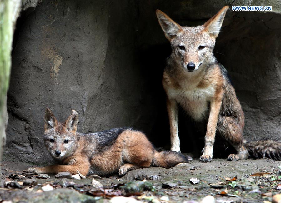 CHINA-SHANGHAI-ZOO-NEWBORNS (CN)