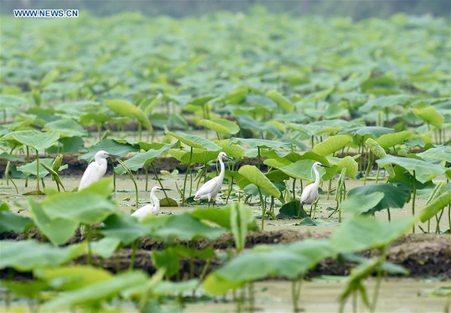 CHINA-FUJIAN-FUZHOU-FARMING (CN)