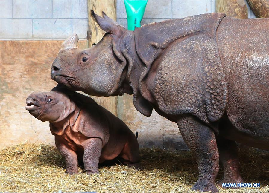 CANADA-TORONTO-ZOO-MOTHER'S DAY