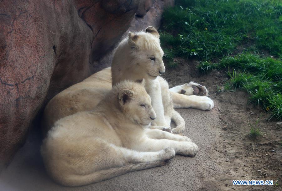 CANADA-TORONTO-ZOO-MOTHER'S DAY