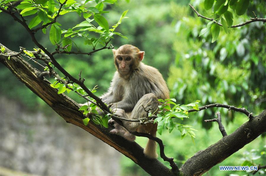 #CHINA-GUIZHOU-GUIYANG-MACAQUES(CN)