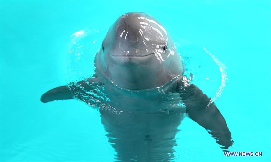 Two finless porpoises swim in the Institute of Hydrobiology under Chinese Academy of Sciences, in Wuhan, central China's Hubei Province, May 10, 2016.