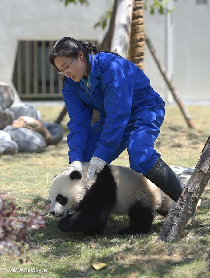 CHINA-SICHUAN-WOLONG-GIANT PANDA-RESEARCH CENTER (CN)