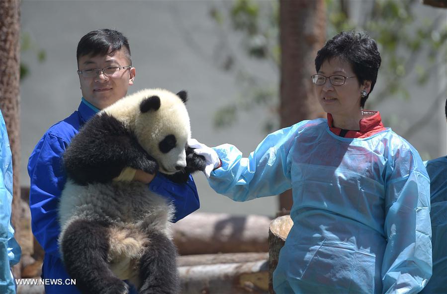 CHINA-SICHUAN-WOLONG-GIANT PANDA-RESEARCH CENTER (CN)