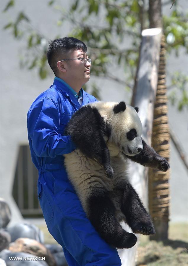 CHINA-SICHUAN-WOLONG-GIANT PANDA-RESEARCH CENTER (CN)