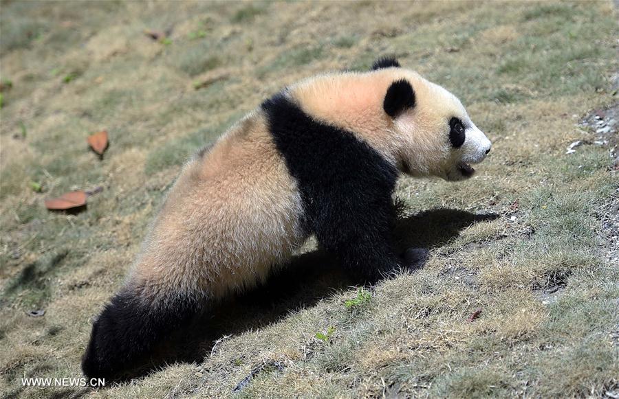 CHINA-SICHUAN-WOLONG-GIANT PANDA-RESEARCH CENTER (CN)