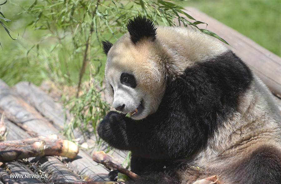 CHINA-SICHUAN-WOLONG-GIANT PANDA-RESEARCH CENTER (CN)