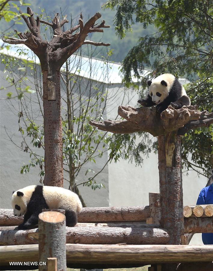 CHINA-SICHUAN-WOLONG-GIANT PANDA-RESEARCH CENTER (CN)