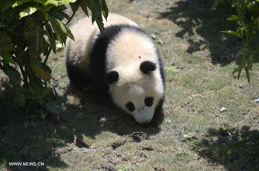 CHINA-SICHUAN-WOLONG-GIANT PANDA-RESEARCH CENTER (CN)