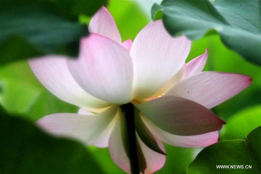 Photo taken on May 14, 2016 shows the lotus flower in Baiyangdian lake in Baoding, north China's Hebei Province