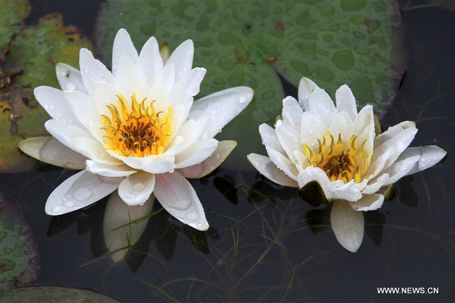 Photo taken on May 14, 2016 shows the lotus flower in Baiyangdian lake in Baoding, north China's Hebei Province