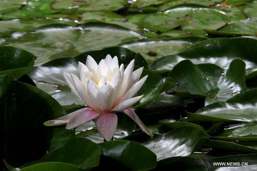 Photo taken on May 14, 2016 shows the lotus flower in Baiyangdian lake in Baoding, north China's Hebei Province