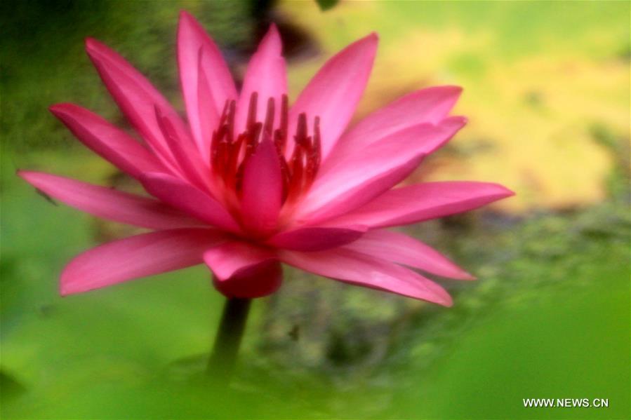 Photo taken on May 14, 2016 shows the lotus flower in Baiyangdian lake in Baoding, north China's Hebei Province