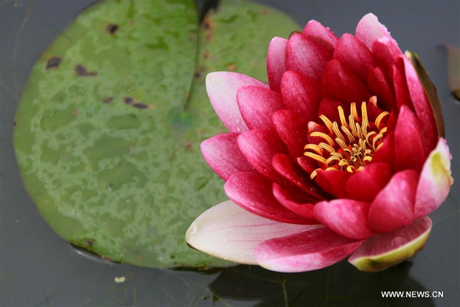 Photo taken on May 14, 2016 shows the lotus flower in Baiyangdian lake in Baoding, north China's Hebei Province