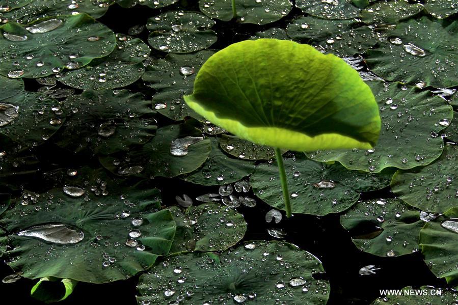 Photo taken on May 14, 2016 shows the lotus flower in Baiyangdian lake in Baoding, north China's Hebei Province